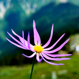 翠墨五未茶馆头像