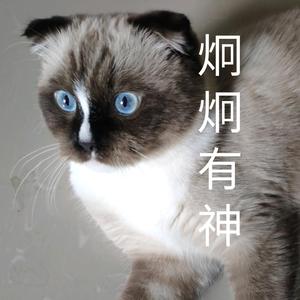 智慧猫头像