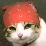 用户9576771680335的个人资料头像