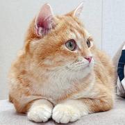 阿灰正在遛狗的个人资料头像