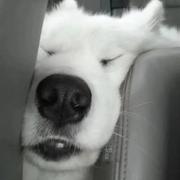 难得正经的个人资料头像