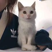 枕猫睡的个人资料头像