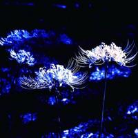 青穹QingQiong头像