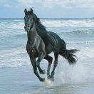 Ostwind的个人资料头像