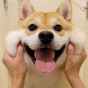 宝gege的个人资料头像