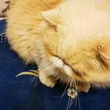 米修的日常生活头像