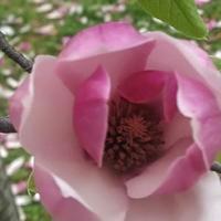 Cairenwangwang头像