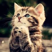 张欣欣的个人资料头像