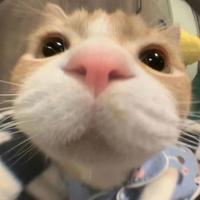 芝士叉烧包266头像