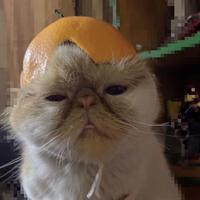 不想开车的猫头像