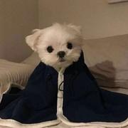 小陈是个憨憨的个人资料头像