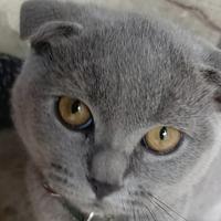 一路奔驰的猫头像