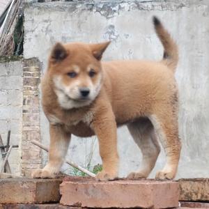 大官人田园犬集头像