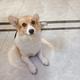 Corgiyaya头像