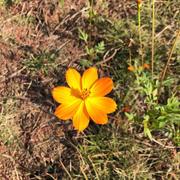 Shirley谢玲的个人资料头像