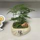 楠木青城AAA头像