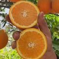 东盟伟橙农业生态园头像