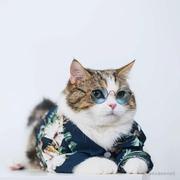 小海豚y的个人资料头像