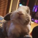 行者就是我的个人资料头像