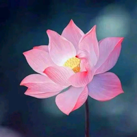 勇敢的原野wE头像