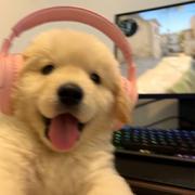 没点东西的前端的个人资料头像