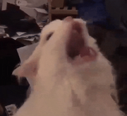 TV_L的个人资料头像