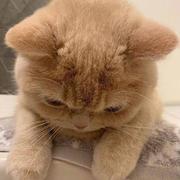 西西盒子的个人资料头像