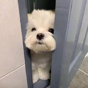 小柏体育头像