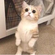 面包包子的个人资料头像