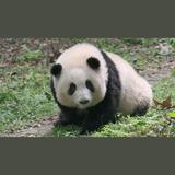 RSli恩赐工作室8768头像