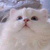 果冻叉子6688头像