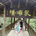 山茶花的春天头像