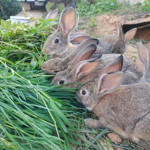 贵州生态散养兔