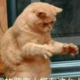 奔奔是笨笨头像