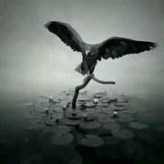 杨俊杰的个人资料头像