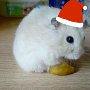 心蕾小王子的个人资料头像