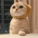 顺顺当当的个人资料头像