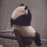 为趣多多点巧克力豆的个人资料头像