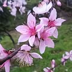 心若灵犀112头像