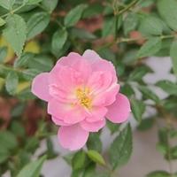 专业睡觉户困困唐头像