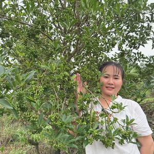 八角之乡小蓝姐苗场头像