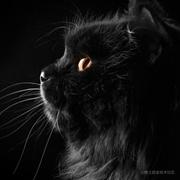 FEI的个人资料头像