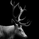 灰色的蓝猫的个人资料头像