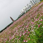 用户9814517434746头像