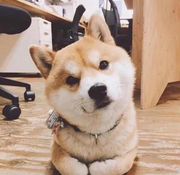 Yusuf的个人资料头像