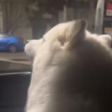小诺丢丢头像