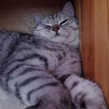 小二猫猫159头像