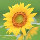 甜甜圈●﹏● 头像