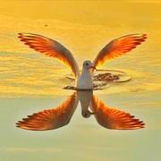 斑驳倒影的个人资料头像