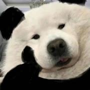 Akital180的个人资料头像